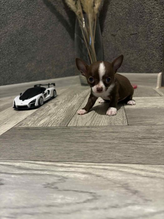 Chihuahua chlopczyk miniaturka