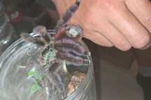 Caribena Versicolor