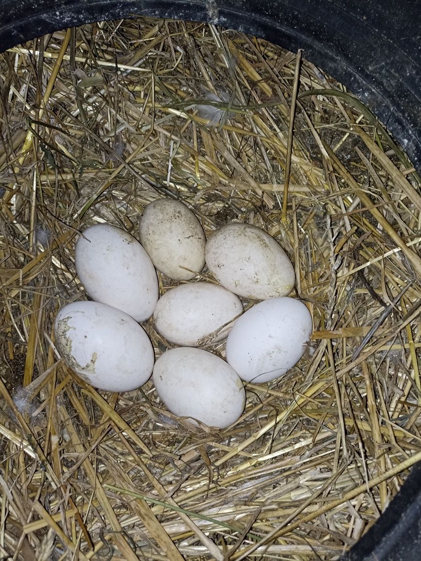 Яйця гусячі інкубаційні домашні,Італійська Біла,Велика Сіра