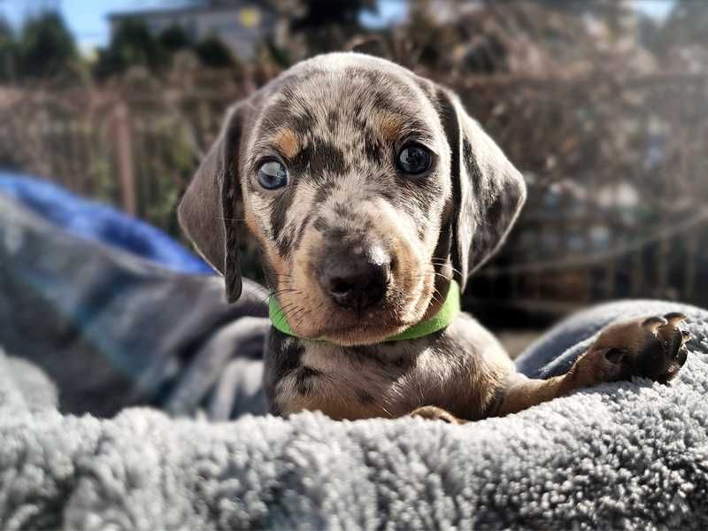 ZAREZERWOWANY Jamnik SAMIEC Blue Merle Podpalany krótkowłosy zi Kraków