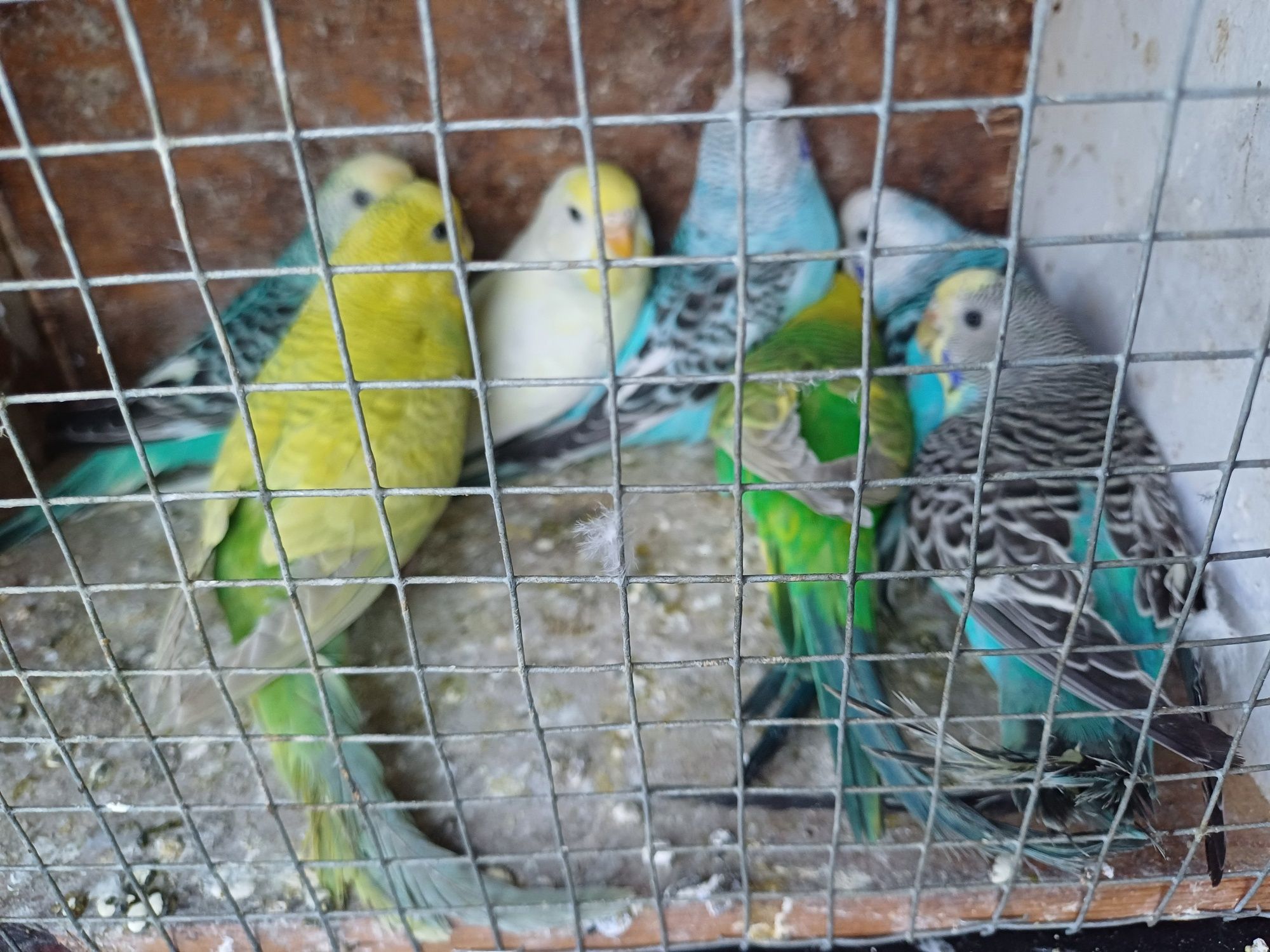 faliste i papugi