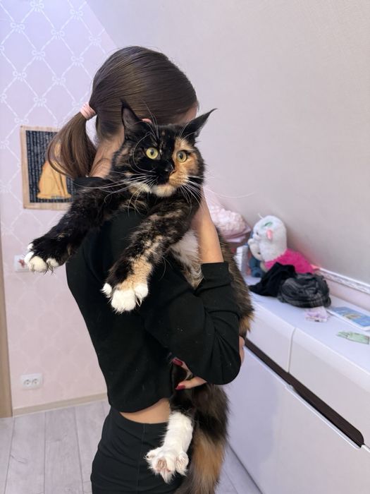 Пропоную чудових котят породи Мейн-кун.Питомник з хорошим родословним.