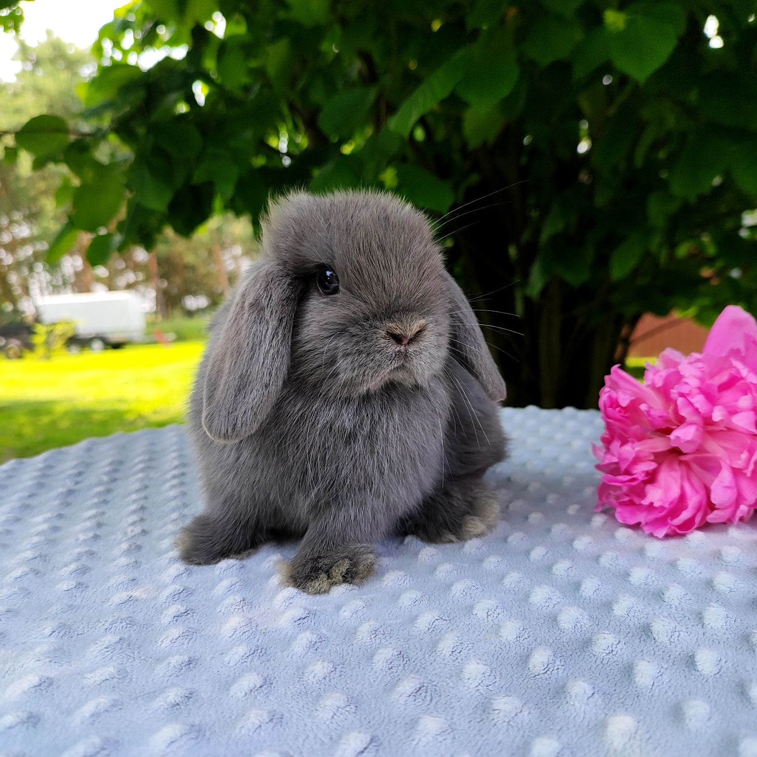 Mini lop rasowy metryka legalna hodowla miniaturka baranek