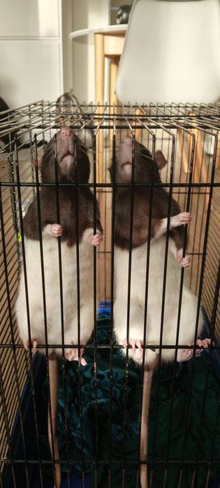 Szczury ,dwie samiczki .