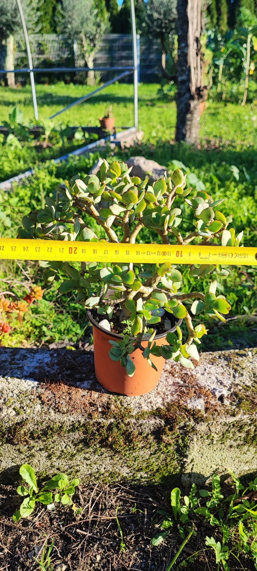 Planta suculenta