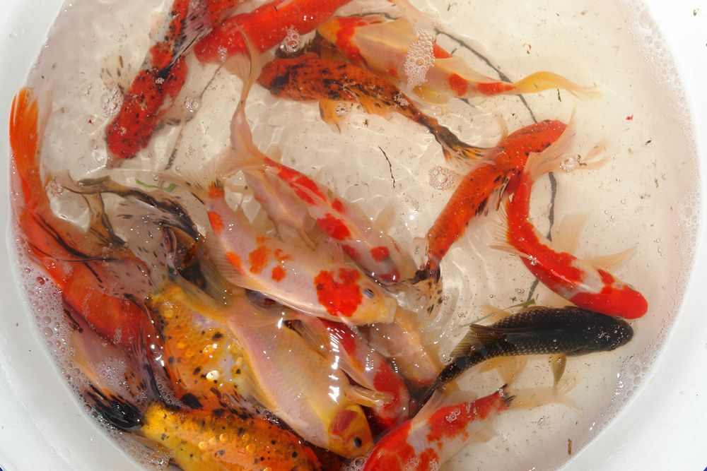 karaś kolorowy tarlaki narybek oczko wodne akwarium