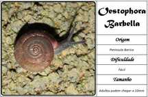 Caracóis para Terrários