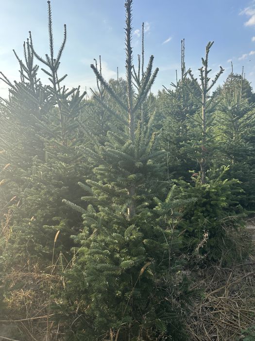 Świerk Serbski z bryłą z plantacji, o wysokości 3-4m Sadzimy Premium