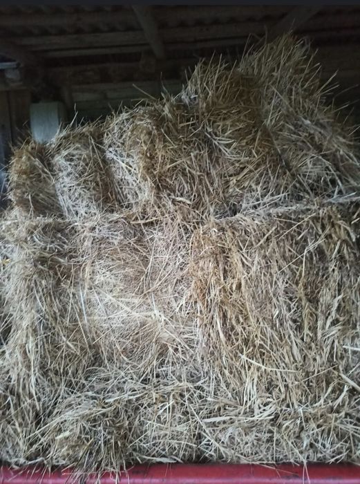 Siano kostka, paczki, ciuki. Dowóz.  Pierwszy pokos 2025