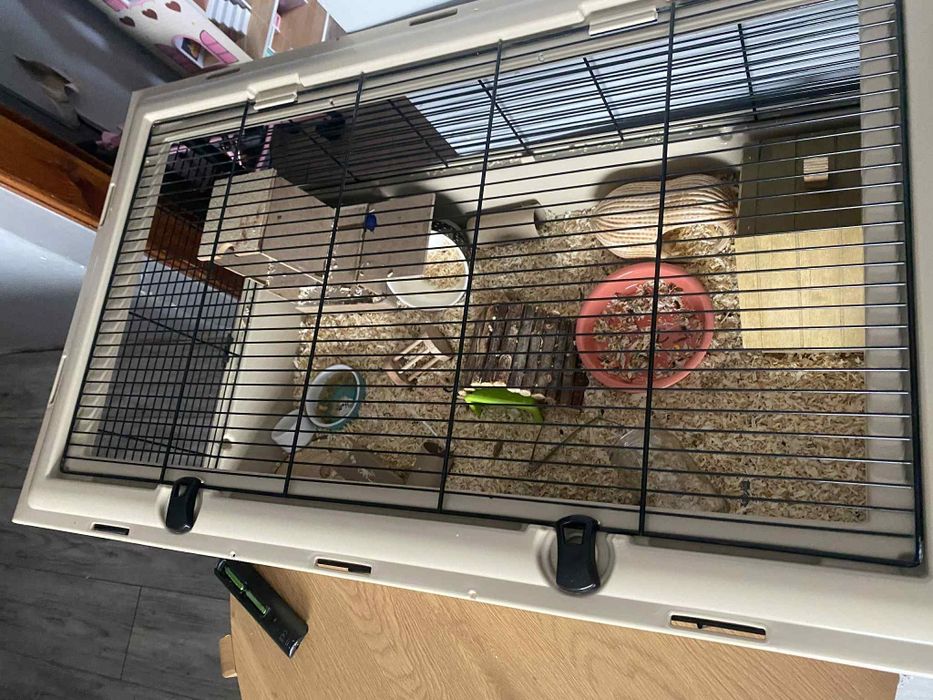 Chomik z klatka i akcesoriami