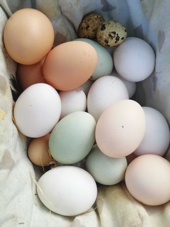 Інкубаційне яйце пасхальне- инкубационное яйцо кур пасхальное