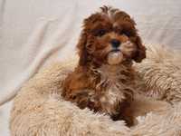 CAVAPOO !! Cudowny szczeniaczek * Hybryda Pudel + Cavalier