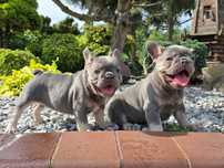 Buldog Francuski śliczna suczka Lilac Tan