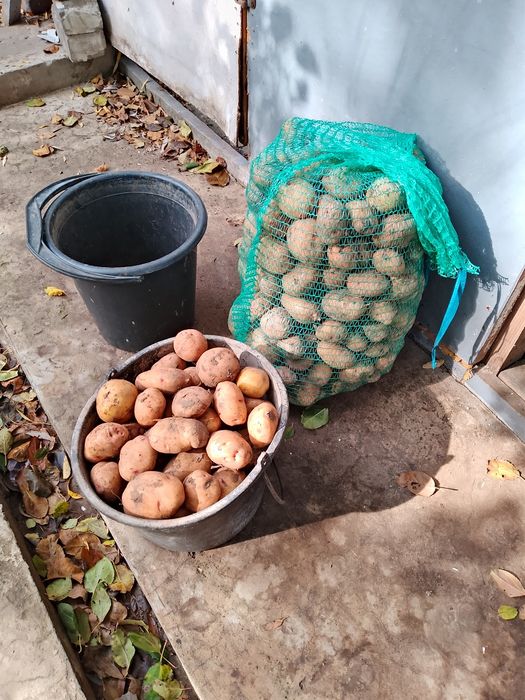 Домашняя картошка