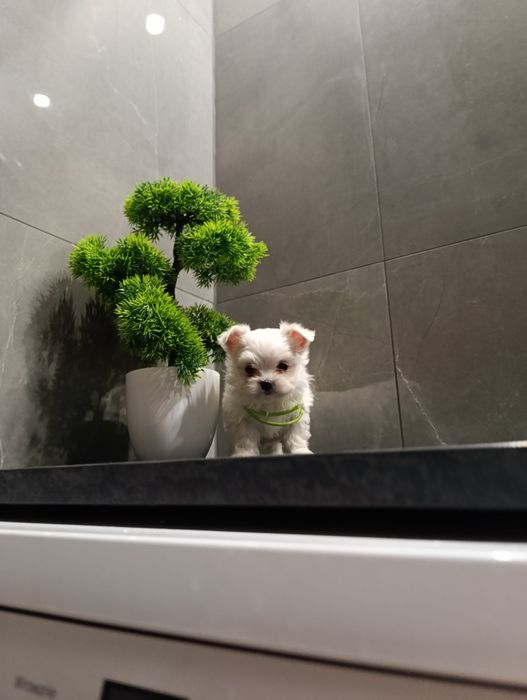 Śliczne szczeniaczki maltańczyki