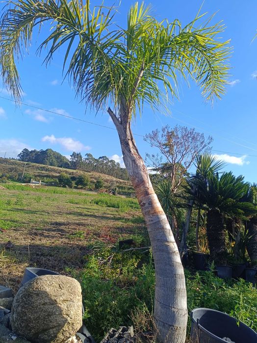 Coqueiros para jardim