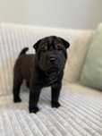 Śliczna suczka SHAR PEI ! Hodowla Fałdowce FCI