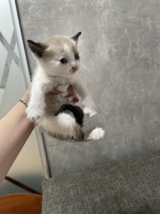 Віддамо кошенят у добрі руки