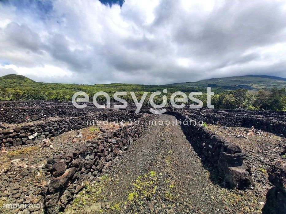Terreno com vista o mar e montanha, em zona de vinha na ilha do Pico