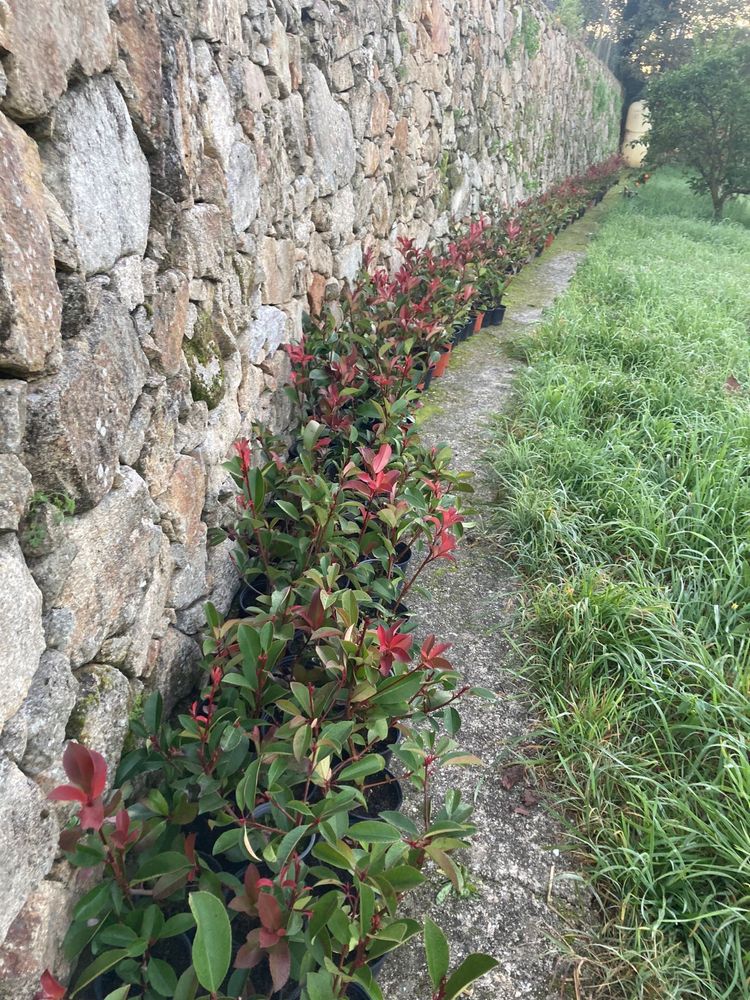 Photinias red robin