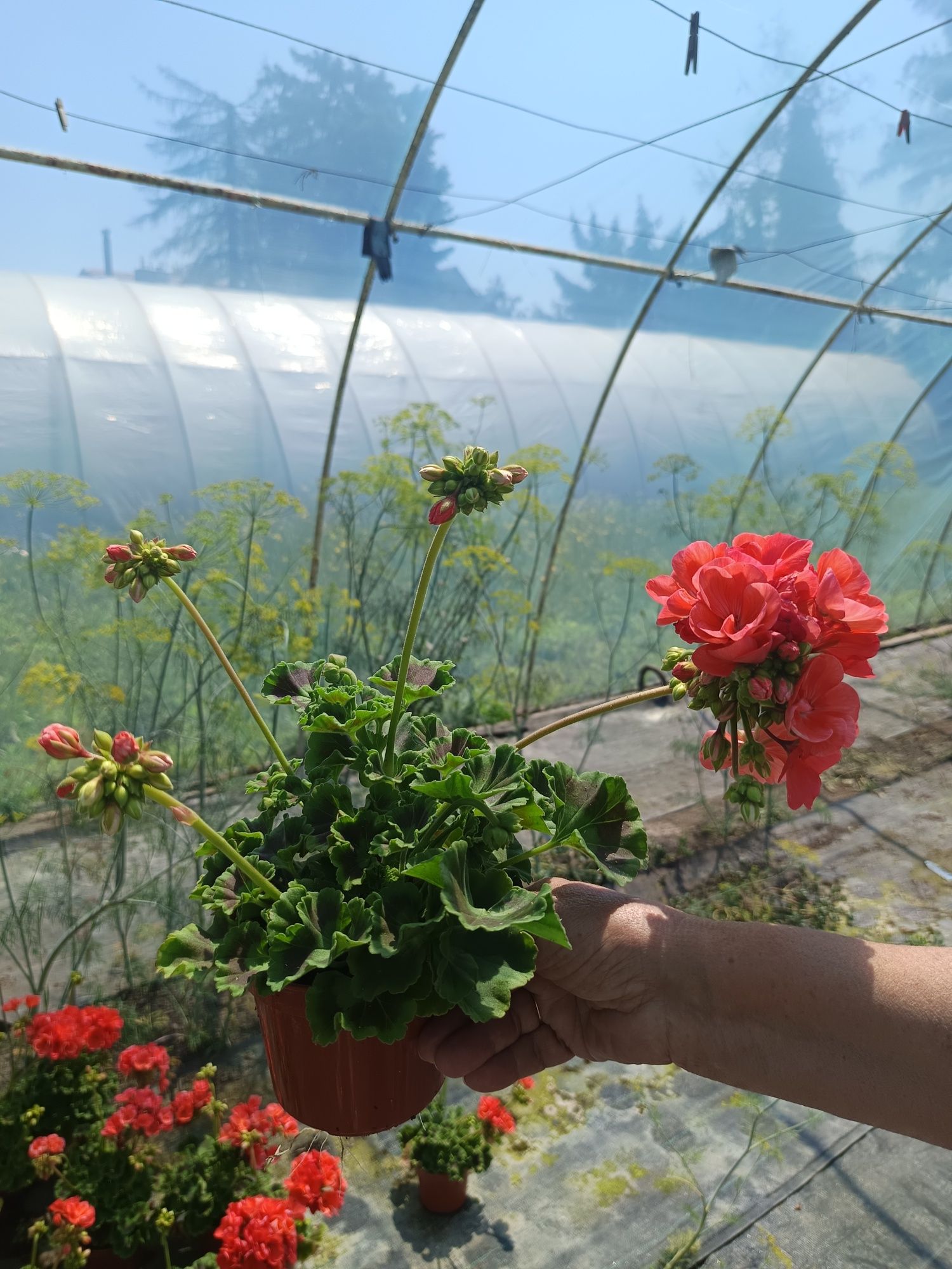 Pelargonia na balkon i do ogrodu