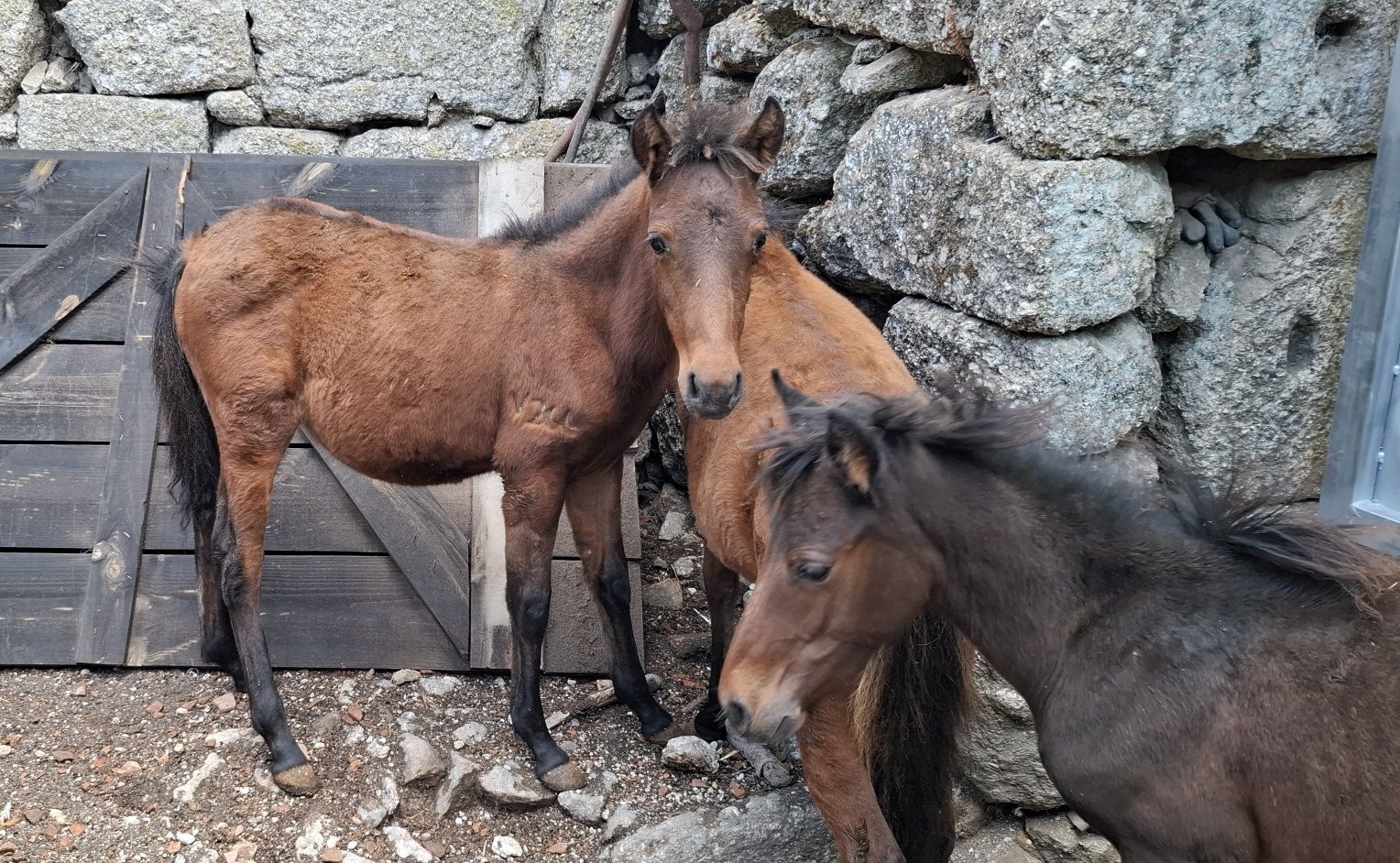Poldro Garrano Macho deste ano