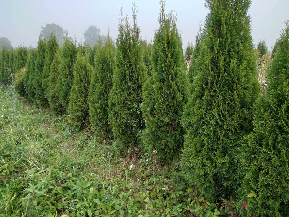 Tuja Szmaragd Prosto z gruntu 200cm