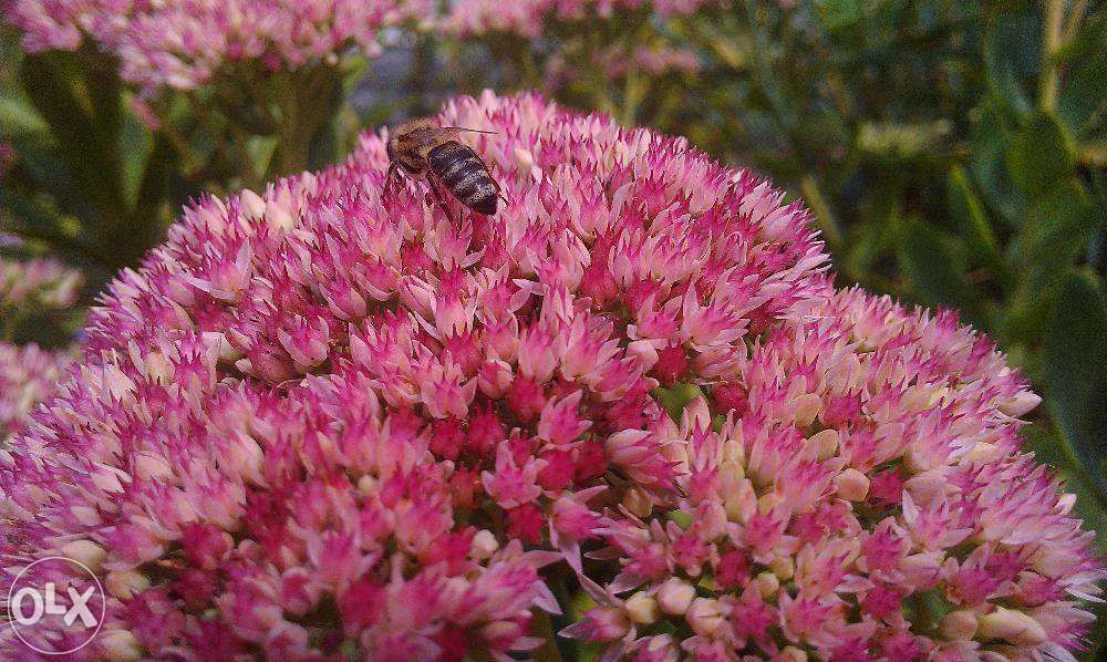 Седум чи Очиток ВИДНИЙ- багaторічник фіалка