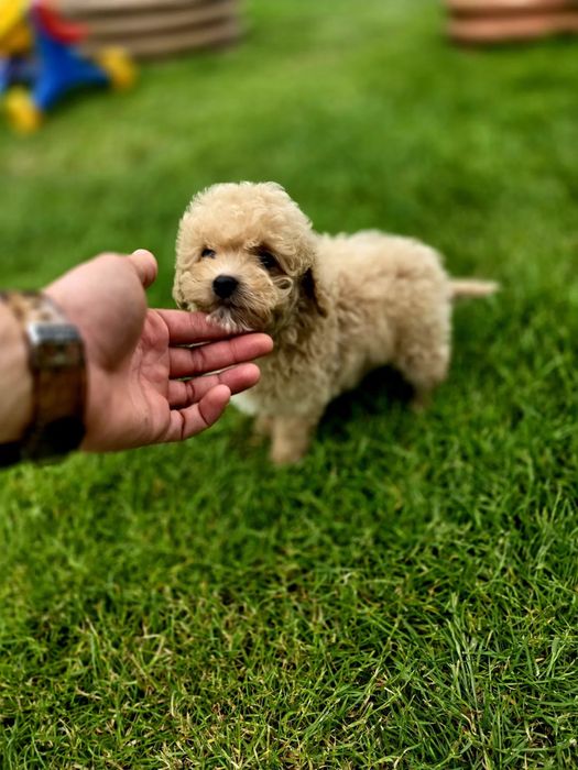 От 800€ Гипоаллергенные мини Мальтипу ф1 maltipoo щенята Мальтипу ф2
