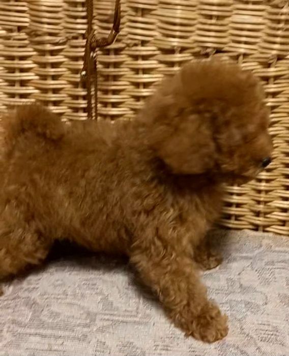 Кудряшки пуделяшки