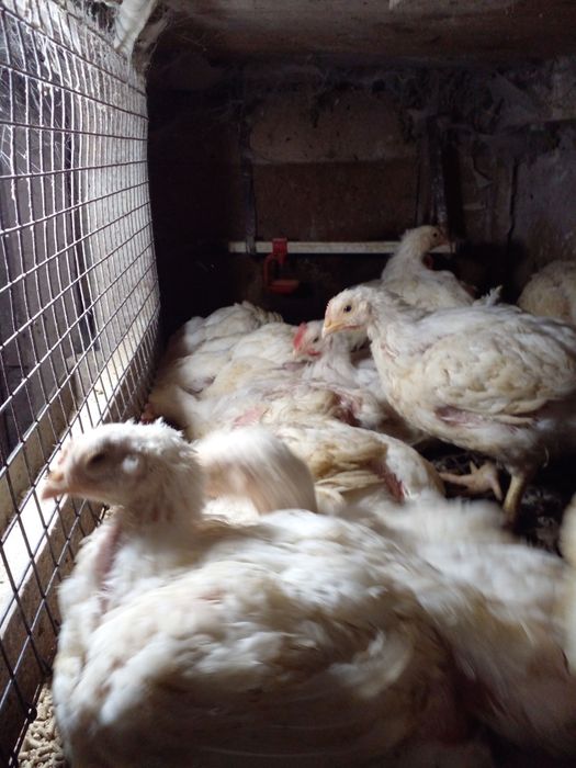 Продам бройлер 5 тижнів.