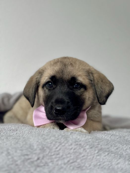 Bebés xCão de Gado Transmontano