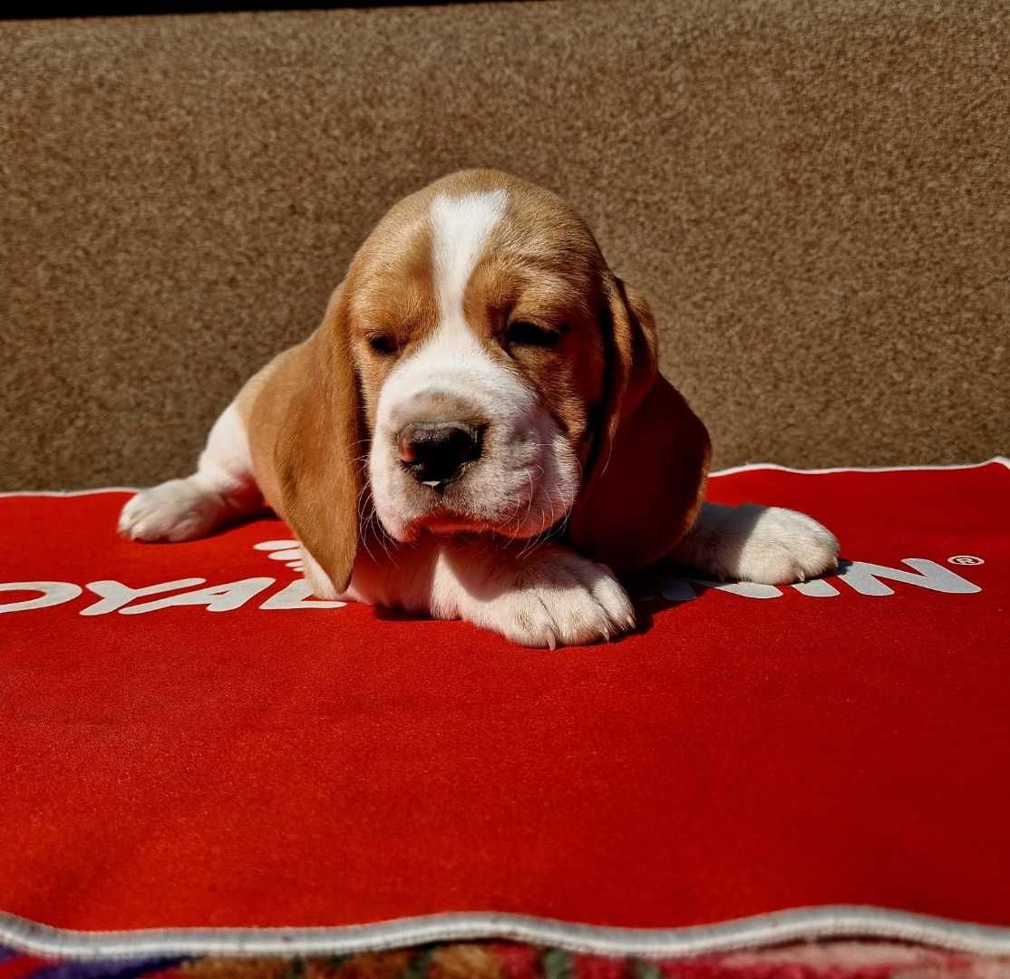Piękna suczka Beagle bicolor z rodowodem