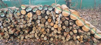 Drewno każda ilość