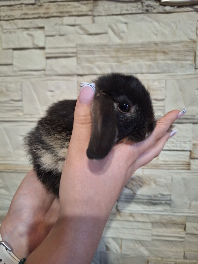 Króliczki mini lop