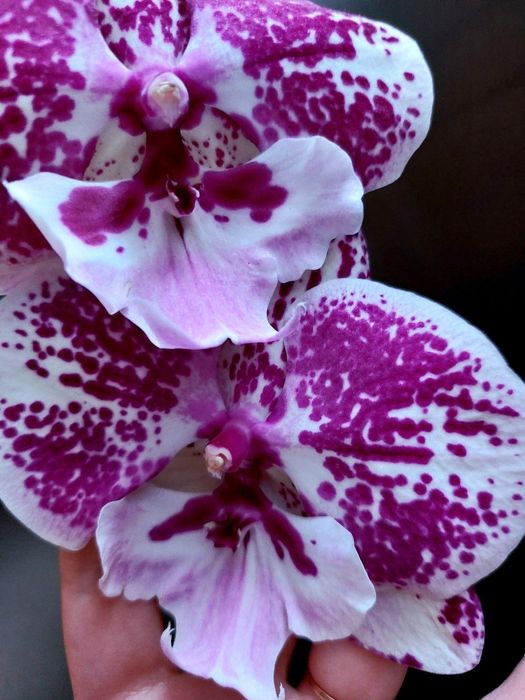 Неотрозимая Салли (Sally) орхидея биг лип фаленпосис