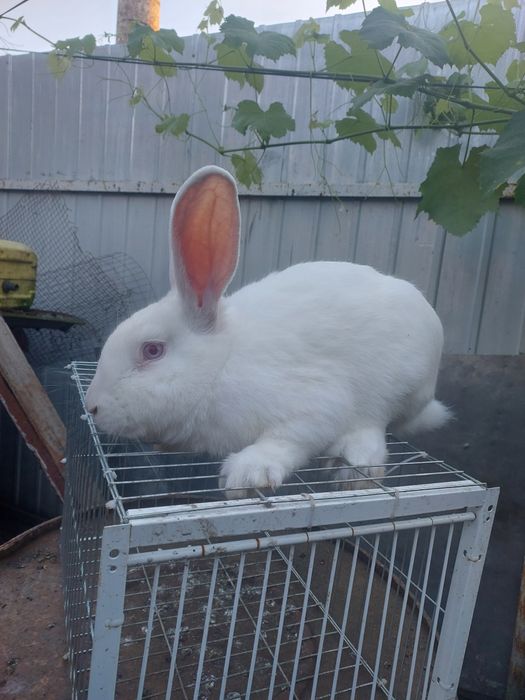 Кроль Термонська біла