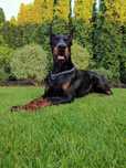 Doberman szczeniak suczka