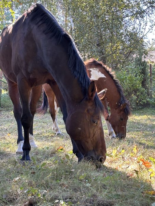 Treningi jazdy konnej – Końskie Niwy dla poczatkujacych i nie tylko