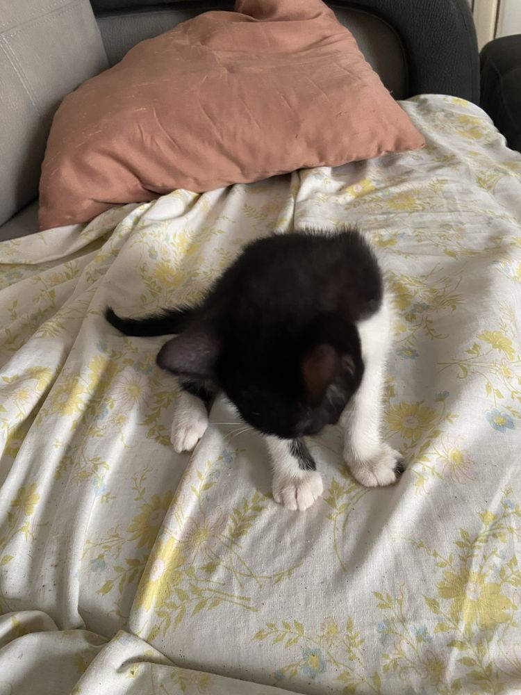 Gatinhos para adoção