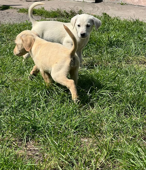 Лабрадор ретривер