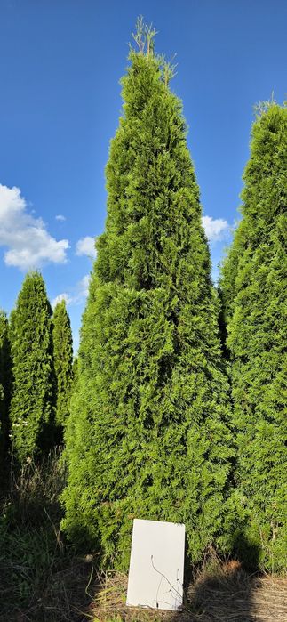 Thuja Szmaragd Brabant 2m,3m,4m,5m Wysokości  od ręki  profesjonalnie