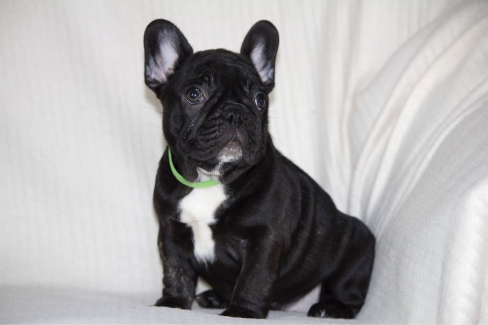 Щенки французкого бульдога