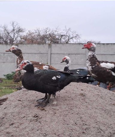 Продам мускусних качок (шипунів)