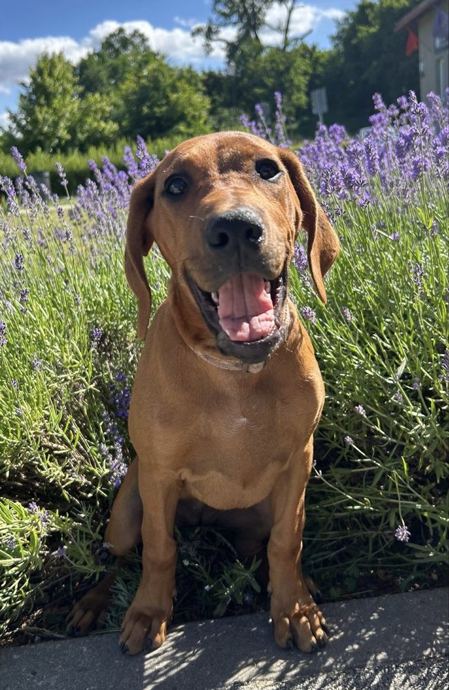 Rhodesian Ridgeback, suczka, gotowa do zmiany domu, ZKwP/FCI