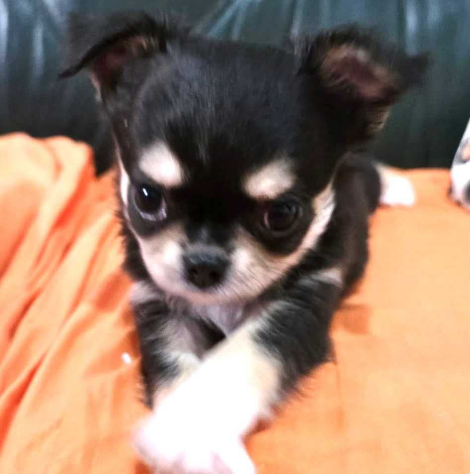 Chihuahua Fêmea, Cor Preto afogueado. Pêlo comprido.