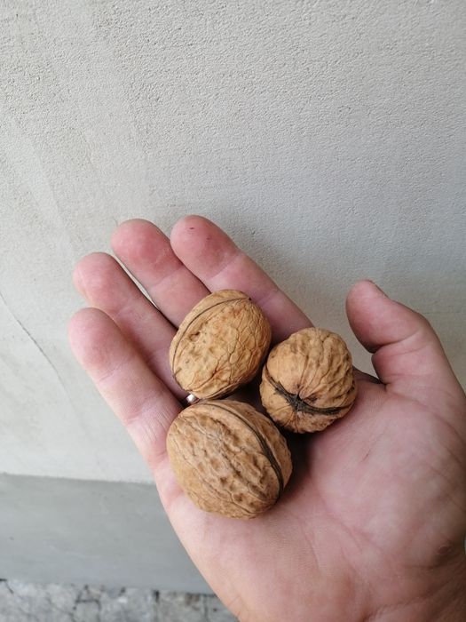 Саджанці грецького,волоського горіха