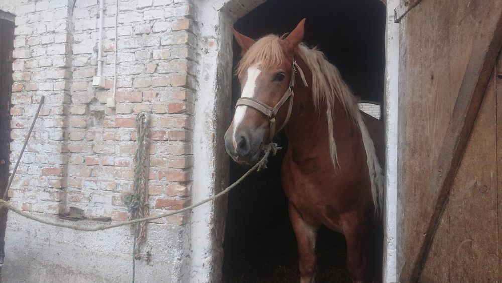 Sprzedam 3 letnią klacz