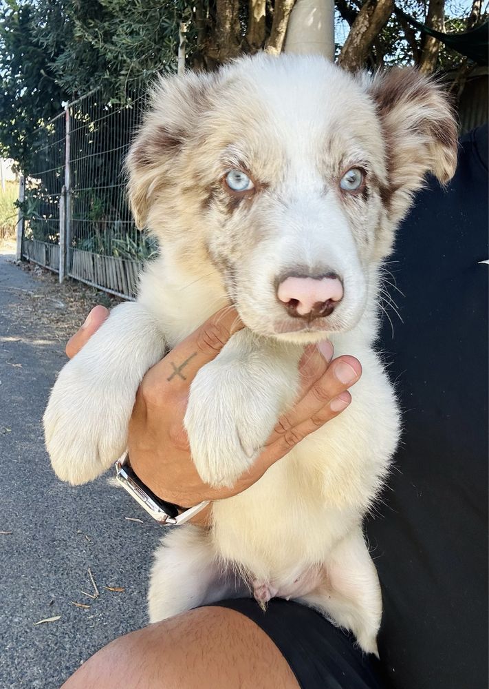 Excelente menino border collie merle olhos claros