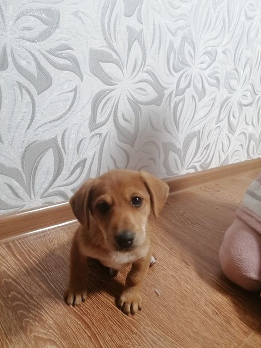 Цуценята від маленької суки